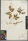 Foto von Salix phylicifolia L.